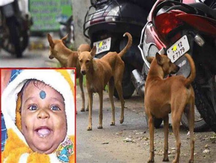 Child Died From A Dog Attack 11/2023